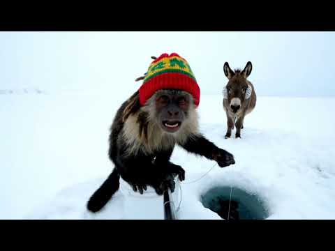 fishing for red snapper in the arctic
