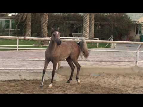 AALI Arabians