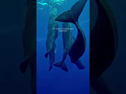 Mauritius is a gem in the Indian Ocean 🌊