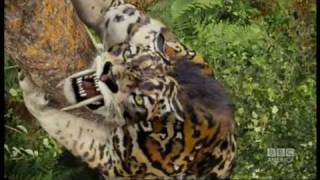 Sabre-toothed tiger attack  - Primeval - BBC America