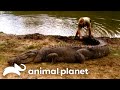 Steve S Favorite Creatures Of SEASON 6 The Crocodile Hunter Animal Planet