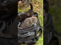 Schattige kittens gedumpt | #shorts