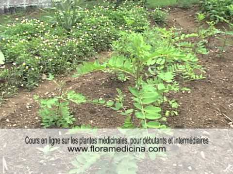 download lagu mp3 mp4 Astragale Plante, download lagu Astragale Plante gratis, unduh video klip Astragale Plante