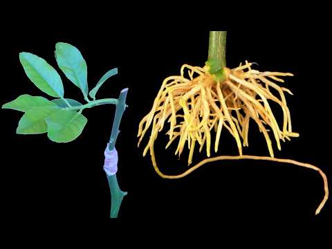 Growing Citrus from Cuttings – Rooting and Grafting Citrus in One Step
