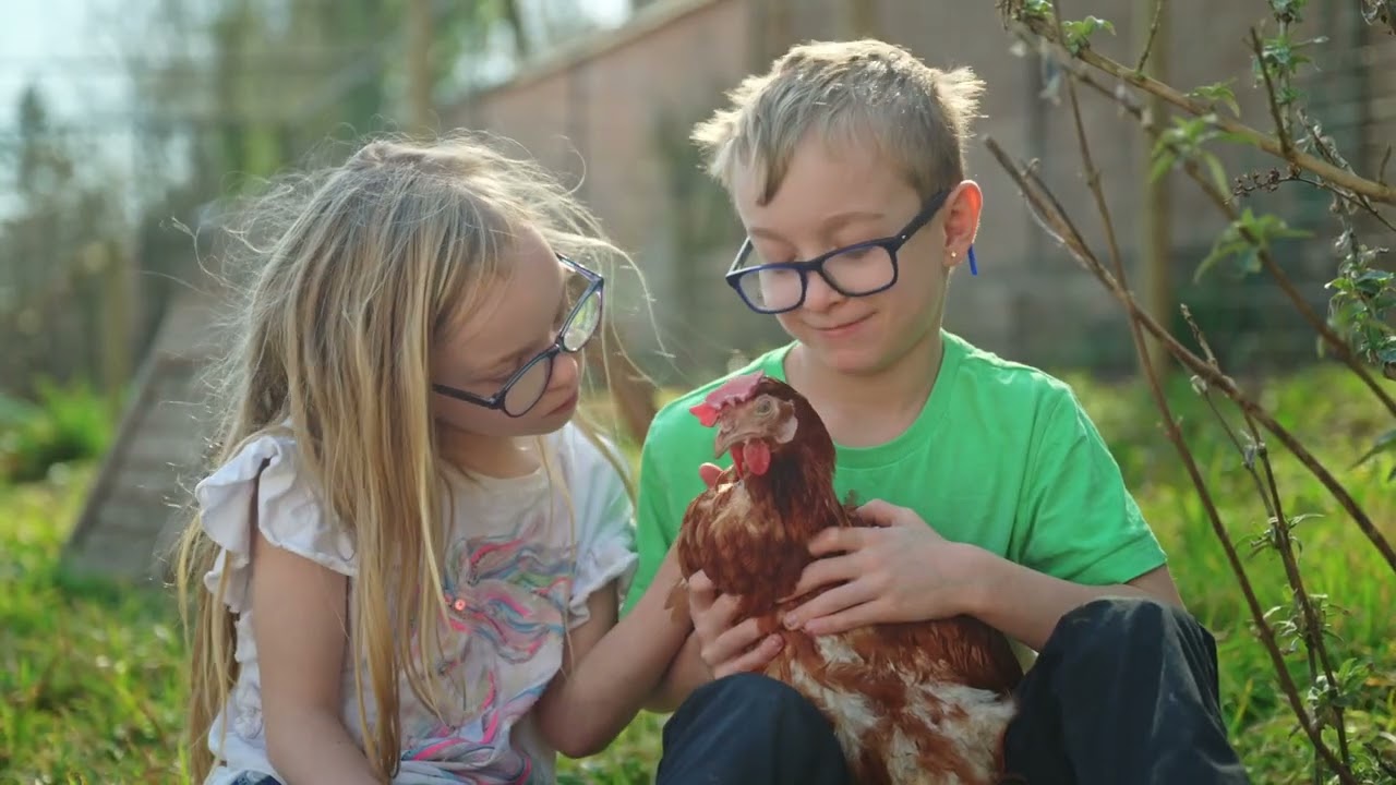 Celebrating two decades of hen rehoming