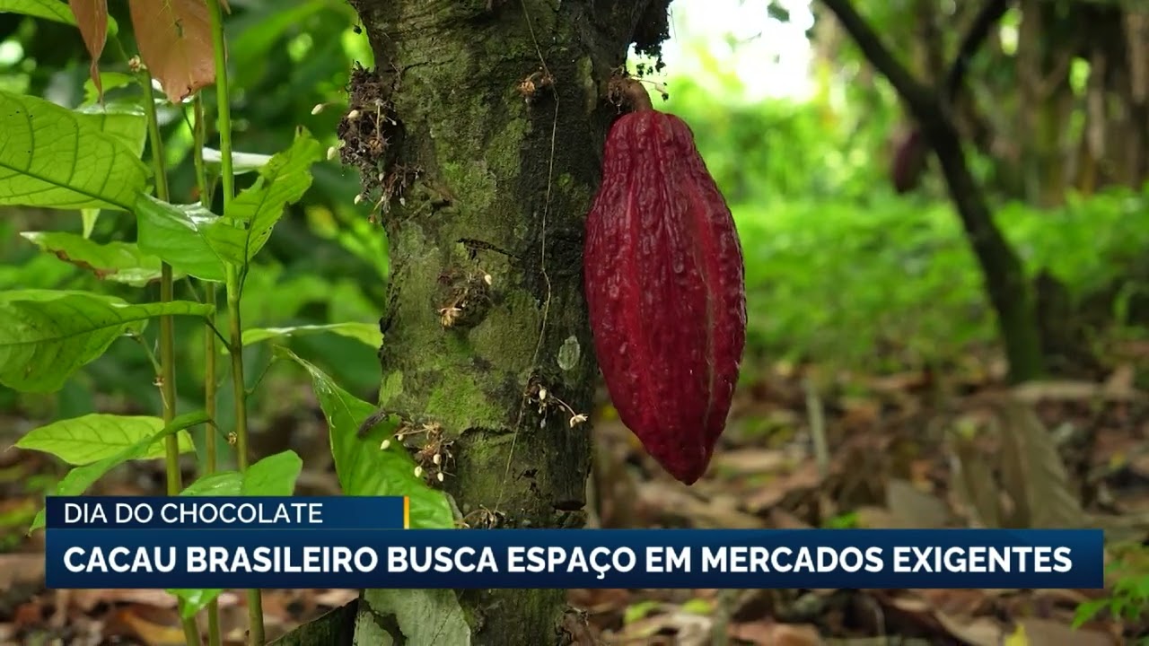 Cacau brasileiro aposta em qualidade para conquistar novos mercados