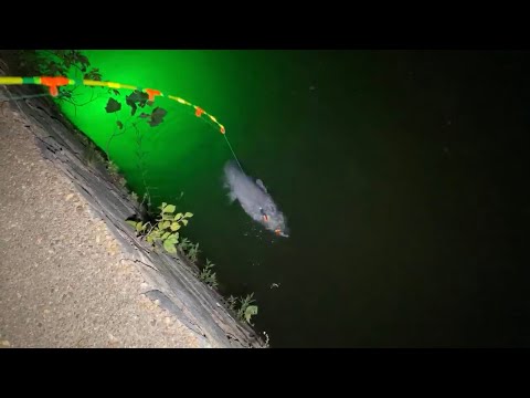 Chunky Cats Fishing Super Sunday Night Blue Cat Showdown!@1:13:00 BIG FISH Breaks Net, 1:10:00