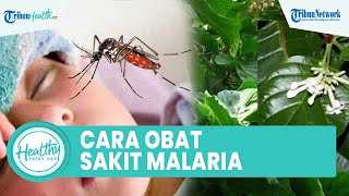 Cara Mengobati Malaria dengan Ramuan Tradisonal, Salah Satunya Tanaman Kina
