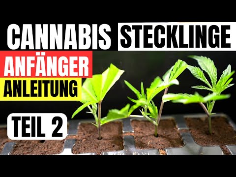 Cannabis Stecklinge schneiden für Anfänger Anleitung und Theorie bei KK Farming Österreich TEIL 2