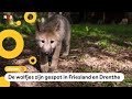 Voor het eerst wolvenwelpjes gezien buiten de Veluwe