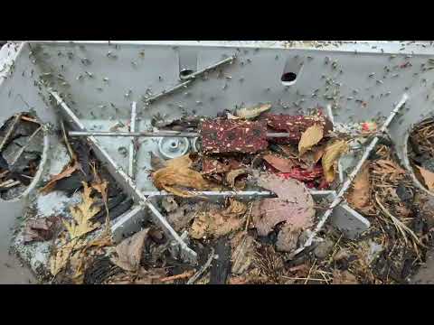 Rodent Bait Station Taken Over by Ants in Piscataway, NJ