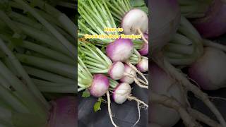 Download lagu The Best Way To Cook Turnips😃🌿🍽️Quick and Easy! #turnips mp3 Download lagu The Best Way To Cook Turnips😃🌿🍽️Quick and Easy! #turnips mp3