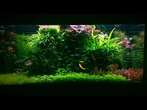 Aquascape by Miklos Gundy