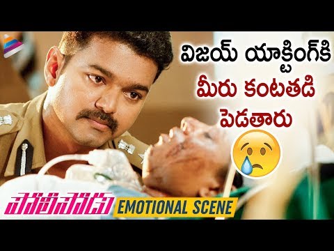 Vijay Best Emotional Scene | Policeodu Latest Telugu Movie | Samantha | Amy Jackson | Vijay's Theri