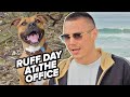 TIM TSZYU FIRST WORDS AFTER DOG ATTACK; THROWS JAB AT JERMELL CHARLO NOT FIGHTING