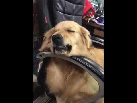 Собачьи сны