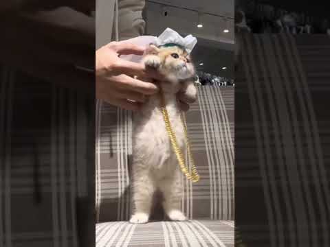 Saudi Arabian cat Dancing 😍😍😍 cutest video ever