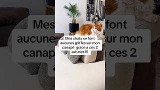 Stop griffes sur le canapé #chat #conseils #astuce #cat