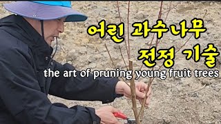 제대로 알려드릴께~1년ㆍ2년생 과수나무 관리하는 방법       the art of pruning young…