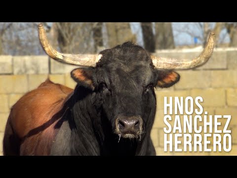 El Toro Bravo Sánchez Herrero y la Historia de un Caballo que Saltó por Encima de los Toros Bravos