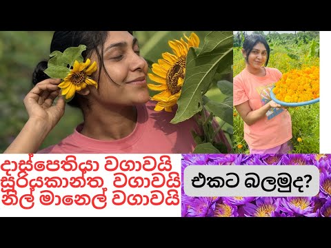 හැමොම අහපු සූරියකාන්ත වගාව...❤️