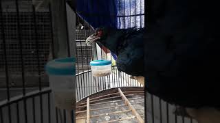 Download lagu Masteran burung tuwu buat pancingan tuwu macet mp3