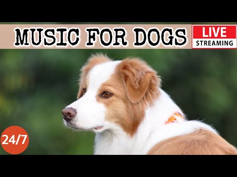 [LIVE] Dog Music????Relaxing Soothing Music for Dogs????????Anti Separation anxiety relief music????Dog Sleep????3