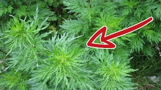 Erstaunliche Wirkung: Diese Pflanze zerstört 98% der Krebszellen in nur 16 Stunden