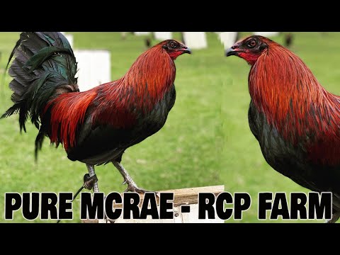 Beautiful Black Birds PURE MCRAE RCP FARM