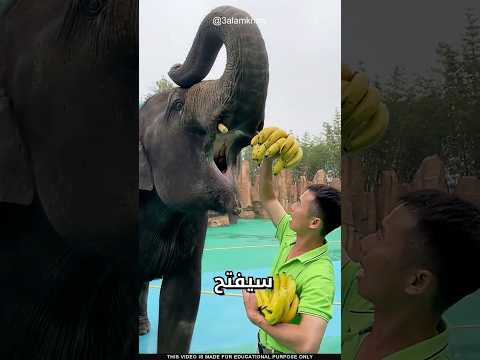 ما سر ذكاء الفيل