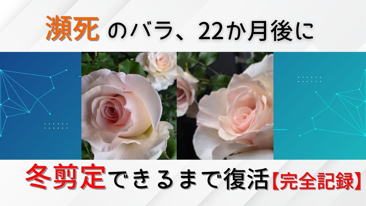 瀕死のバラ、22か月後に冬剪定できるまで復活【完全記録】
