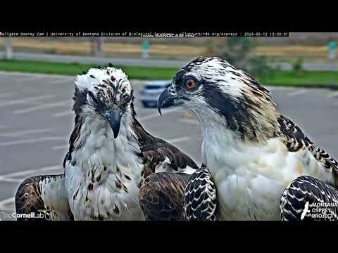 8/13/24- HG- Nice close-up of Iris and Antali together.