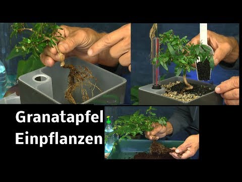 Granatapfel Bäumchen Punica granatum Nana umtopfen in Hydrokultur