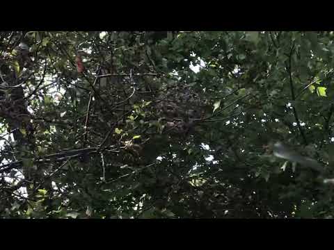 Bald-Faced Hornets Block Walking Trail in Pine Beach, NJ