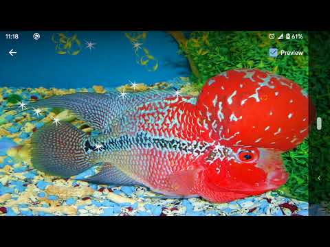 Flower Horn Live Wallpaper Video