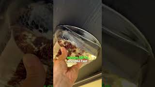 Download lagu Easy Bee and Wasp NEST Trick!! 🐝❗️ mp3 Download lagu Easy Bee and Wasp NEST Trick!! 🐝❗️ mp3