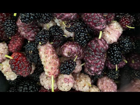 Maulbeere ‚Schwarze aus Möttingen‘ auf unserem Feld ausgepflanzt