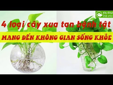 , title : '4 loại cây cảnh xua tan bệnh tật mang đến không gian sống khỏe'