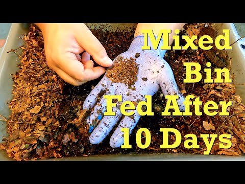 109-day 'mixed' worm bin fed after 10 days since last check-in - vermicompost