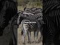 5 Amazing Facts About Zebras Youtubeshorts Facts Animals Animallover Zebra Zebramovie