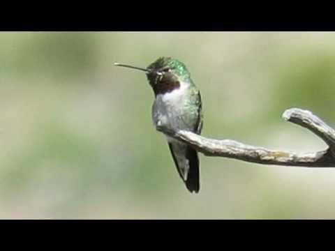 Broad-tailed Hummingbirds (Selasphorus platycercus) Sitting on a Branch Guadalupe Mountains NP