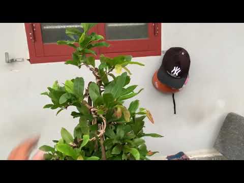 4/10.Đã bán/ anh em cây mai bon sai ghép giống cúc mới hoa cực đẹp giá 1trieu 5 bao sip  0978557179