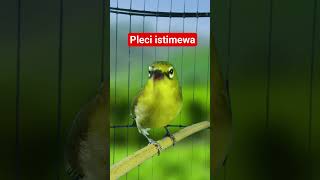 Download lagu pleci dakun gacor #plecigacor mp3