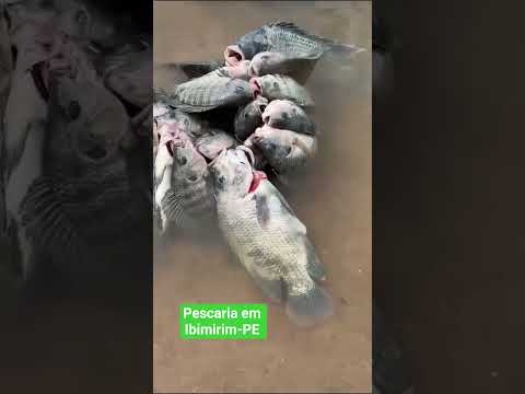 pescaria em Ibimirim-PE, poço da cruz!