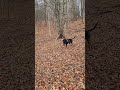 Black And Tan Coonhound Treeing A Racoon Hunting Racoonhunting Pestcontrol Predatorhunting