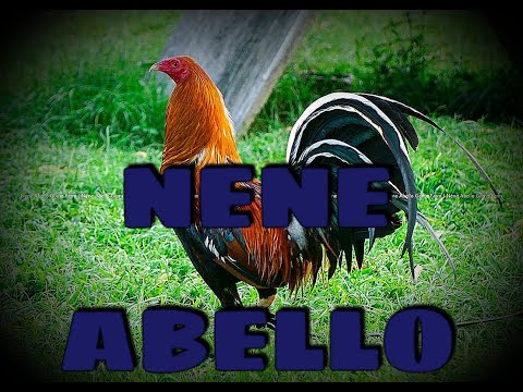 RGA Gamefarm | Nene Abello