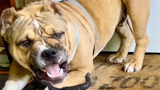 Cute Adorable Pocket American Bully Standing His Ground & Not Backing Down | Puppy Dog Love Funny