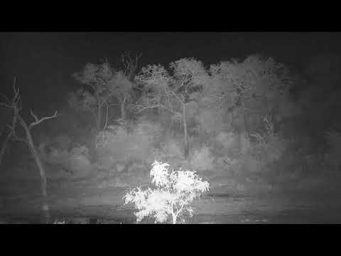 Djuma: Sights and sounds - 20:12 - 06/27/20