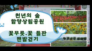 천년의 숲 함양 상림공원.꽃무릇.꽃 들판.상림다볕길맨발걷기#함양상림공원꽃무릇#함양산삼축제#꽃 들판#맨발걷기다볕길