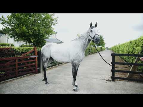 heutric van beek trot up